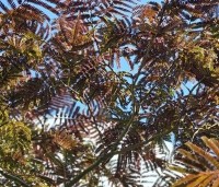 Albizia julibrissin 'Summer Chocolate' - Perzische slaapboom 'Summer Chocolate' - 2