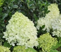Hydrangea paniculata 'Limelight' - Pluimhortensia 'Limelight' - 1