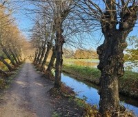 Tilia cordata - Winterlinde - 1