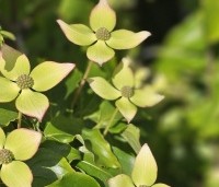 Cornus kousa 'Wieting's Select' - Japanse grootbloemige kornoelje 'Wieting's Select' - 5