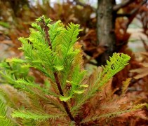 Taxodium distichum 'Peve Minaret' herfst