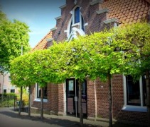 Tilia