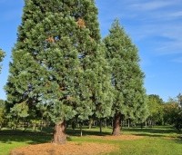 Sequoiadendron giganteum - Mammoetboom - 2