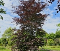 Fagus sylvatica 'Atropunicea' - Rode beuk - kwekerij THB mei 2024 beveerde boom