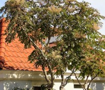 De Duivelswandelstok vol in bloei