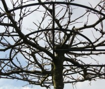 Gleditsia Sunburst met rond geleideframe