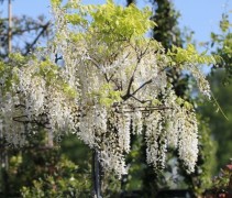 Wisteria wit