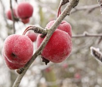 Malus ‘Red Sentinel’ in winter