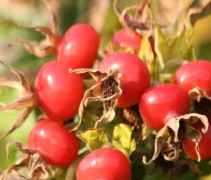 Rosa rugosa vruchten