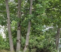 Acer pseudoplatanus - Gewone esdoorn - 1
