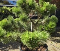 Pinus nigra 'Nana' - Oostenrijkse dwergden - 1