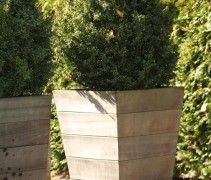 Buxus sempervirens