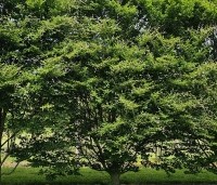 Fagus sylvatica 'Rotundifolia' - Rondbladige dwergbeuk - 4