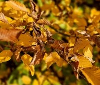 Carpinus betulus - Haagbeuk - 6