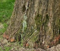 Metasequoia glyptostroboides - Chinese Moerascipres - 2