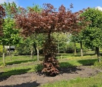 Fagus sylvatica 'Atropunicea' - Rode beuk - 4