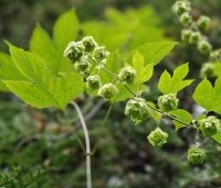 Humulus lupulus 'Nordbrau' - Hopplant voor bierbrouwers - 1