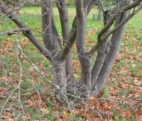 Amelanchier lamarckii - Krentenboompje - 2