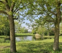 Pterocarya Stenoptera - Vleugelnoot - 3