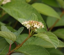 Cornus alba bloem en blad