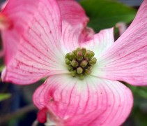 Cornus florida 'Rubra'