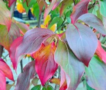 Cornus kousa 'Schmetterling'