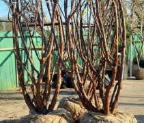 Prunus serrula
