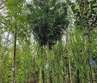 Thuja plicata Excelsa - Reuzenlevensboom - C90 16-18cm