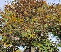 Acer pseudoplatanus 'Atropurpureum' - gewone roodbladige esdoorn - 1