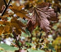 Acer pseudoplatanus 'Atropurpureum' - gewone roodbladige esdoorn - 2