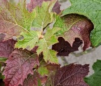 Hydrangea quercifolia - Eikenbladhortensia - 1