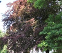 Fagus sylvatica Tricolor bomen zijn te koop in Gelderland