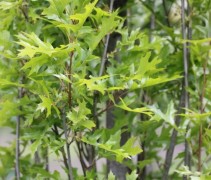Quercus palustris 'Green Pillar'