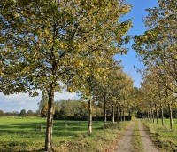 Acer platanoides - Noorse Esdoorn - esdoornlaantje in het najaar