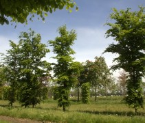 jonge bomen op de kwekerij van de gewone beuk