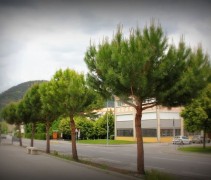Pinus Pinea