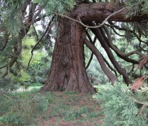Sequoiadendron giganteum
