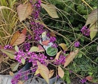 Callicarpa bodinieri 'Profusion' - Schoonvrucht - 1