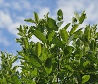 Amelanchier alnifolia 'Obelisk' - Krentenboompje 'Obelisk' - 2