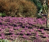 Erica darleyensis 'Kramer's Rote - Paarse winterheide - 2