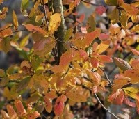 Mespilus germanica - Mispel - herfstkleuren