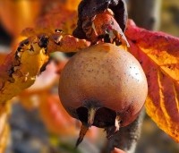 Mespilus germanica - Mispel - 2