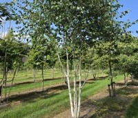 Betula utilis 'Doorenbos' - Himalayaberk - juli 2026 kwekerij THB in Apeldoorn.  vak J