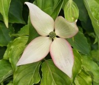 cornus kousa var chinensis - cornus kousa var chinensis - 4