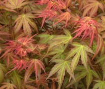 Acer palmatum Wilson's Dwarf