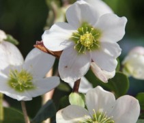 Helleborus niger witte bloemen van ca 4 tot 8cm