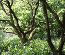 Koelreuteria Paniculata