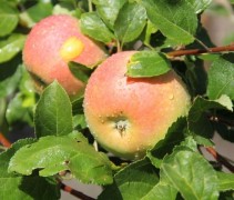 Malus domestica Alkmene