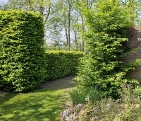 Carpinus betulus - Haagbeuk - gesnoeid en ongesnoeide haagbeuk april 2024