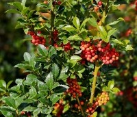 Gemengde hagen - Gemengde hagen - Ilex 'Heckenfee'